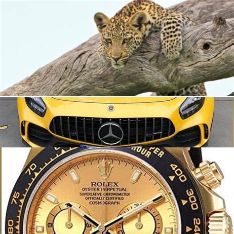 a rolex watch and a jaguar automobile are considered|Car equivalent of watch brands .